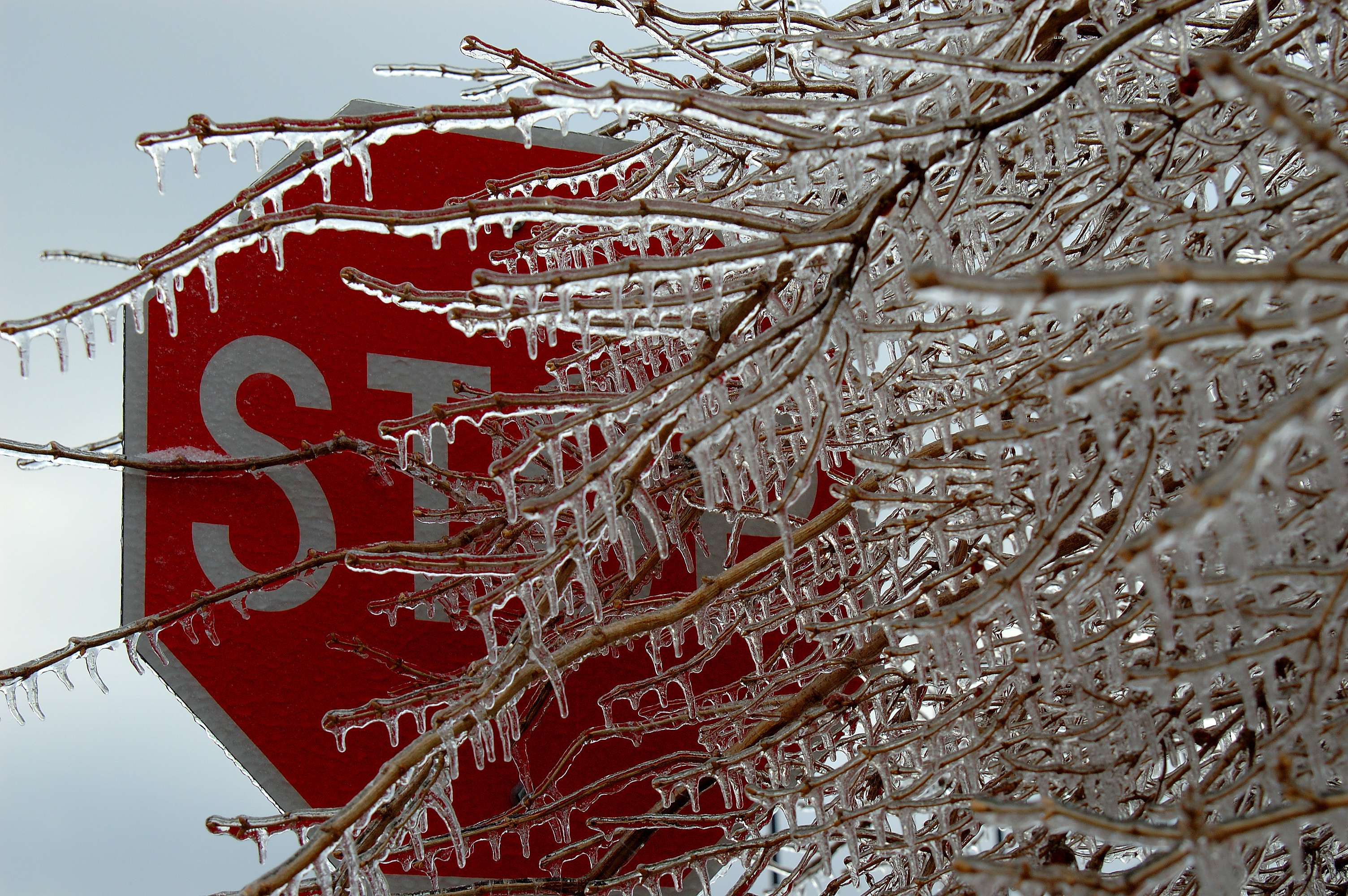 Icicle on tree covering stop sign 