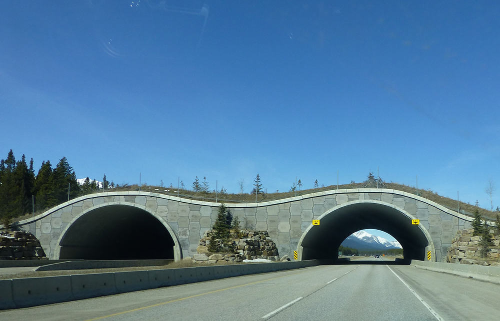 The latest overpass will be similar to others within Banff National Park 