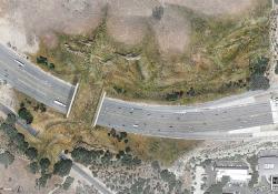 California’s overpass is 67m long and 50m wide over state freeway 101 © Living Habitats