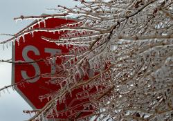 Icicle on tree covering stop sign 